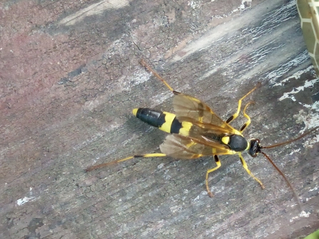 Amblyteles armatorius - fűbagolyfürkész