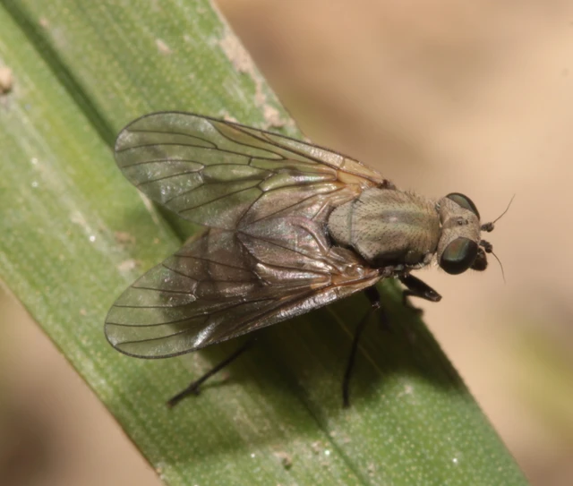 Rhagionidae - kószalégyfélék