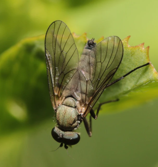 Rhagionidae - kószalégyfélék