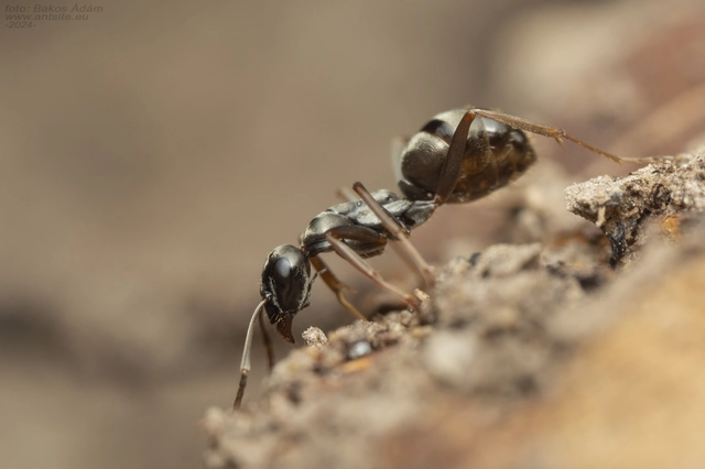 Formica fusca - kormos rabszolgahangya
