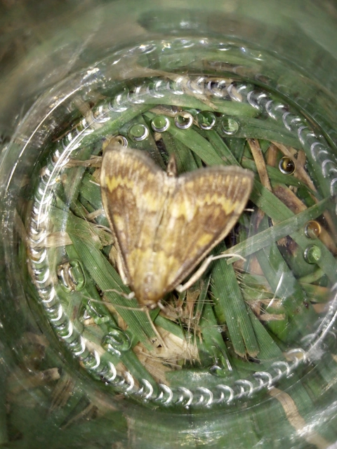 Ostrinia nubilalis - kukoricamoly