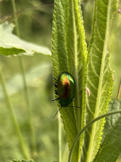Chrysolina graminis - zöld varádicslevelész