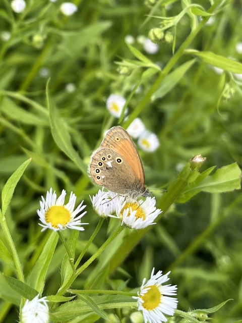 Coenonympha glycerion - közönséges szénalepke