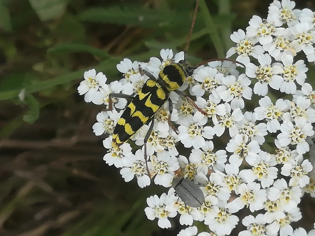 Echinocerus floralis - lucerna-darázscincér
