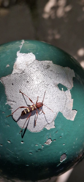 Neoclytus acuminatus - amerikai darázscincér