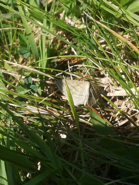Scopula virgulata - vesszős sávosaraszoló