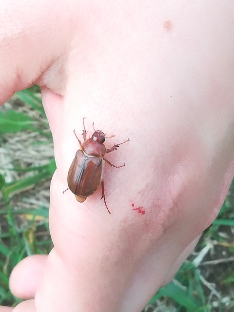 Amphimallon assimile - kis sárgacserebogár