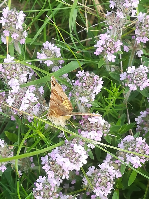Euclidia glyphica - közönséges nappalibagoly