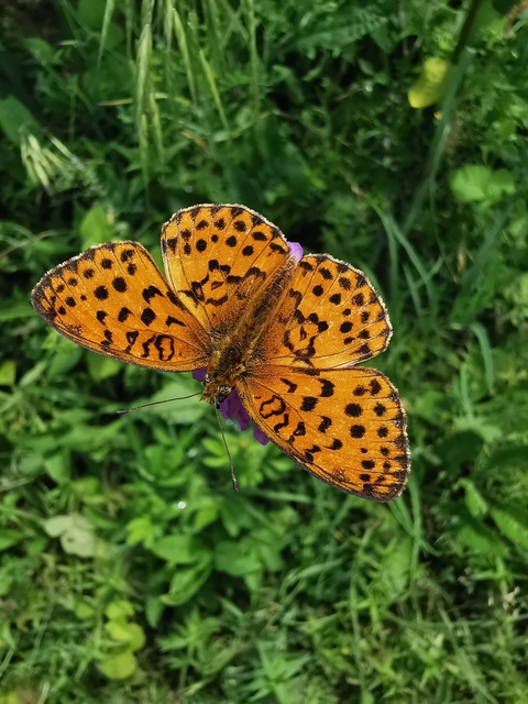 Brenthis daphne - málna-gyöngyházlepke