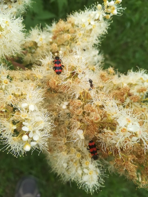 Trichodes apiarius - szalagos méhészbogár