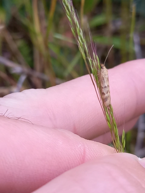 Homoeosoma sinuella - agyagsárga karcsúmoly
