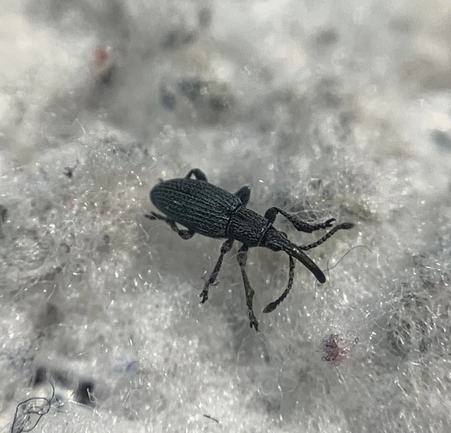 Ceratapion penetrans - lapátlábú cickányormányos Ceratapion penetrans - lapátlábú cickányormányos