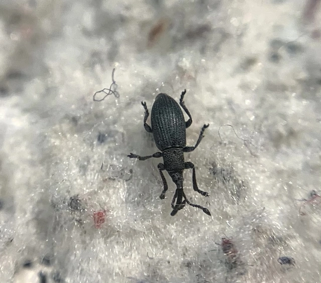 Ceratapion penetrans - lapátlábú cickányormányos Ceratapion penetrans - lapátlábú cickányormányos