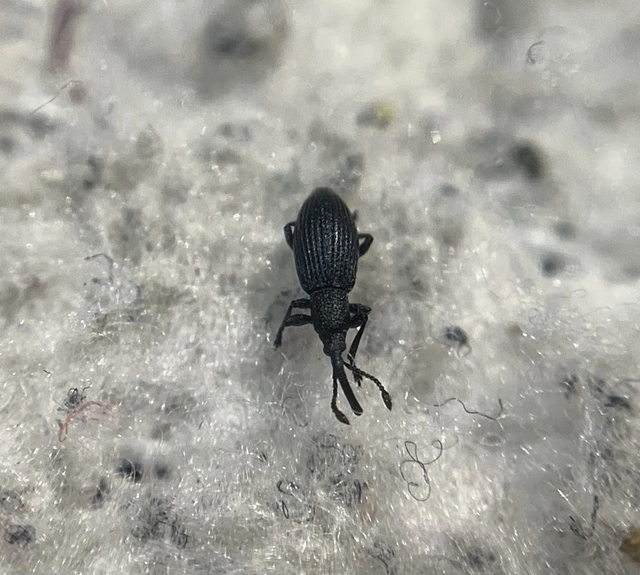 Ceratapion penetrans - lapátlábú cickányormányos Ceratapion penetrans - lapátlábú cickányormányos