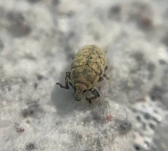 Larinus minutus - aprópúderbarkó