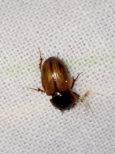 Bodilus ictericus
