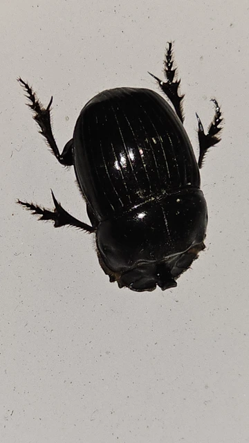 Copris lunaris - közönséges holdszarvú-ganéjtúró