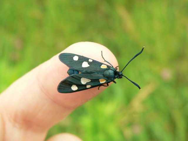 Zygaena ephialtes - változékony csüngőlepke