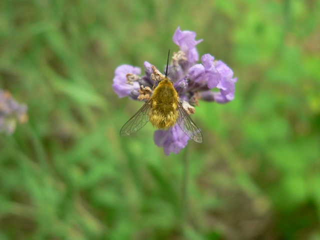 Bombyliidae - pöszörlégyfélék