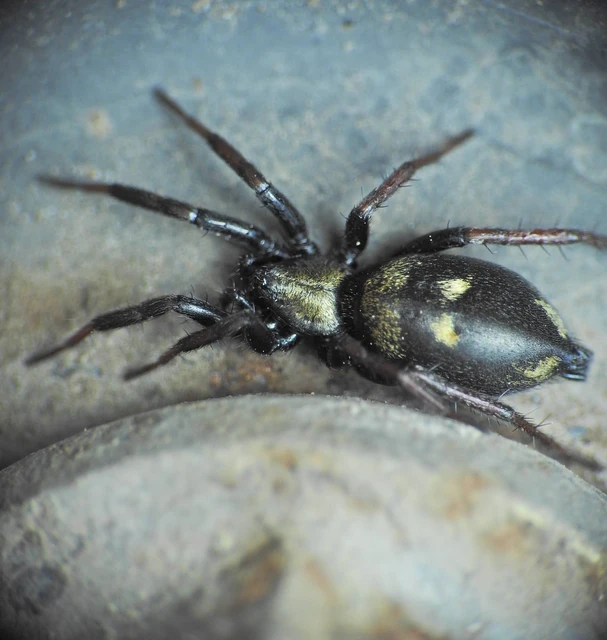 Callilepis