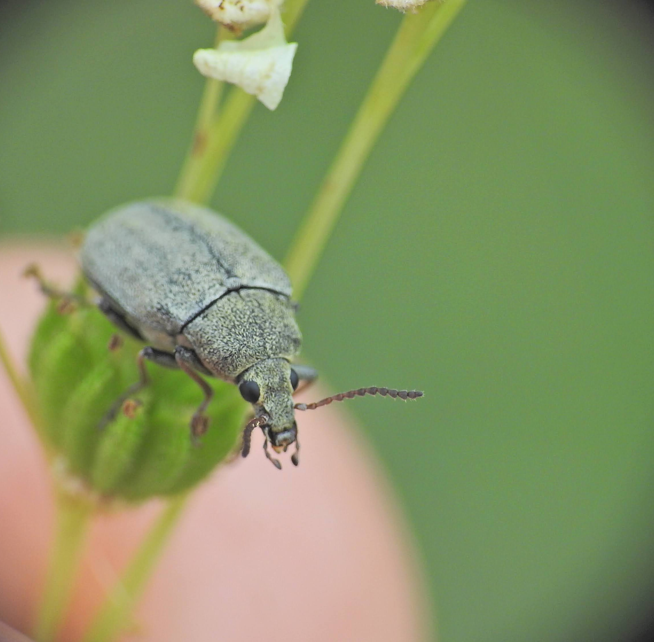 Mycterus tibialis - szőrös álzsizsik