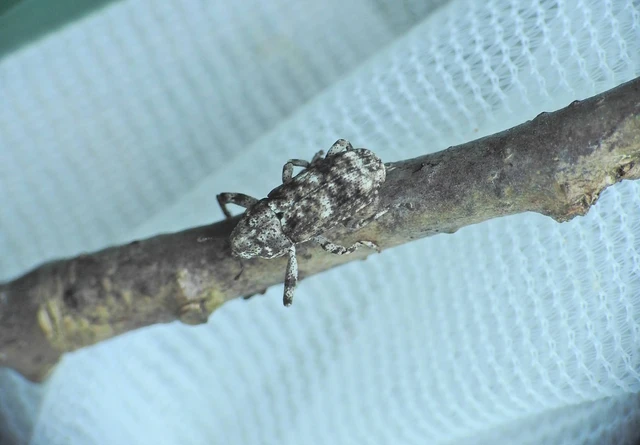 Gasterocercus depressirostris - laposorrú ormányos