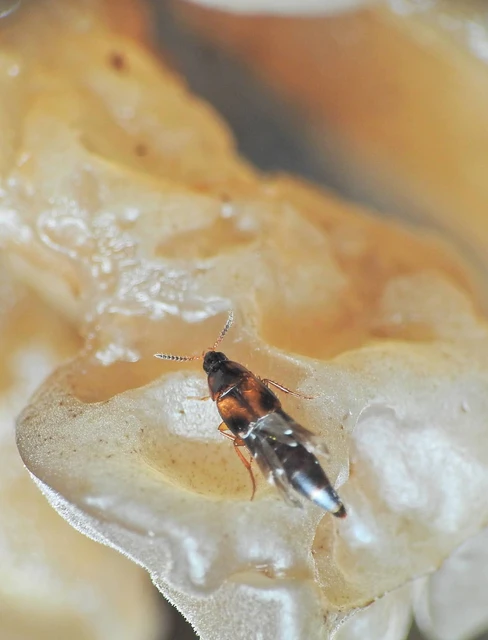 Carphacis striatus - laposcsápú gombászholyva