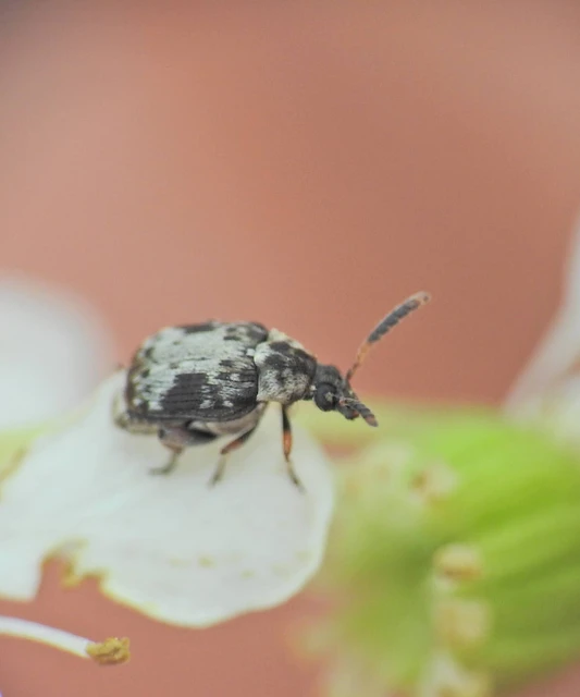 Bruchinae