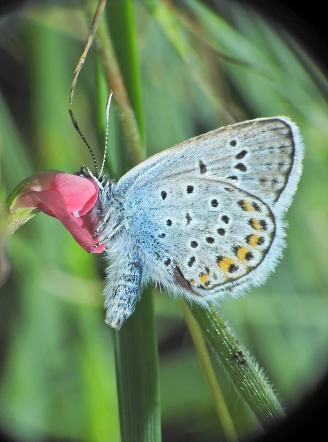 Plebejus argus - ezüstös boglárka