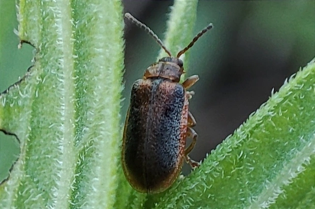 Galerucella