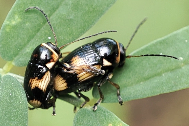 Cryptocephalus moraei - közönséges zömökbogár