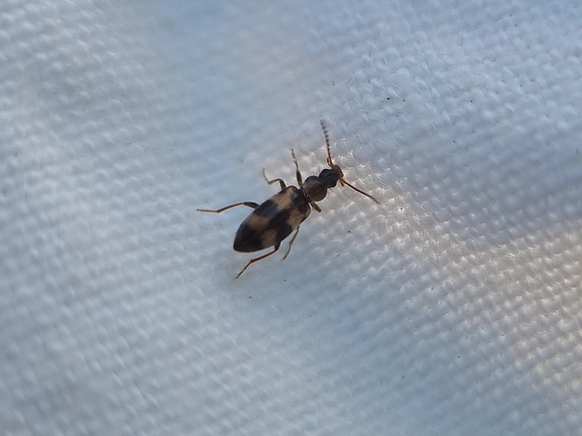 Notoxus trifasciatus - szalagos nyakszarvúbogár