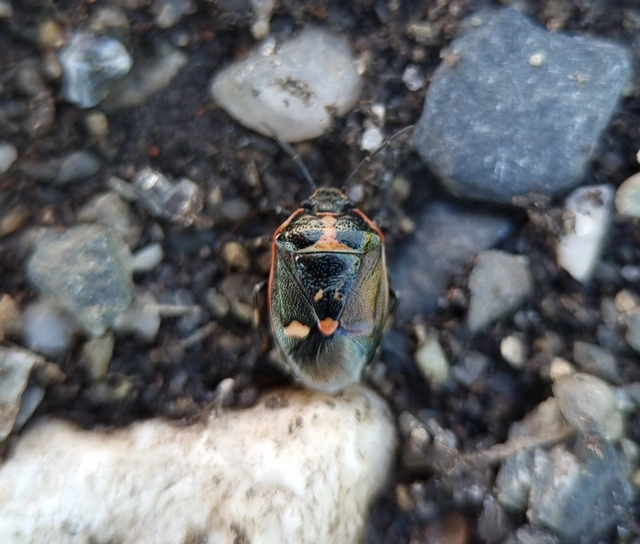 Eurydema oleracea - paréjpoloska Eurydema oleracea - paréjpoloska