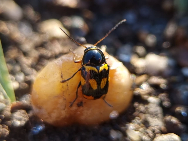 Cryptocephalus anticus - réti zömökbogár