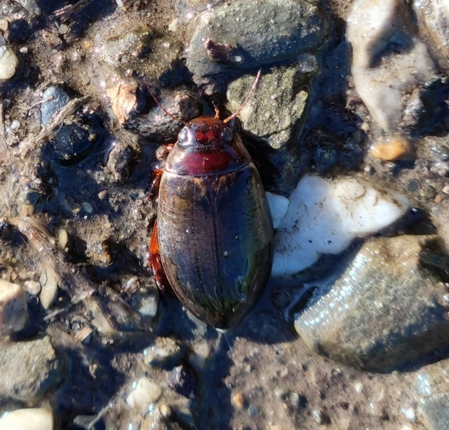 Colymbetes fuscus - gyakori recéscsíkbogár