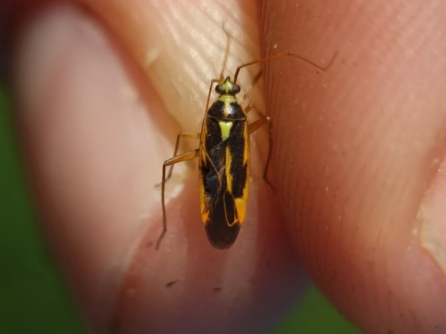 Stenotus binotatus - kétfoltos mezeipoloska