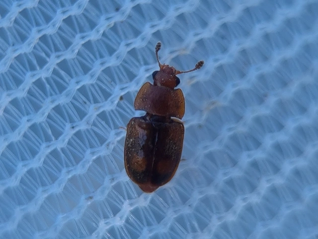 Epuraea biguttata - kétcseppes fénybogár Epuraea biguttata - kétcseppes fénybogár