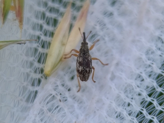 Taeniapion urticarium - csalán-cickányormányos