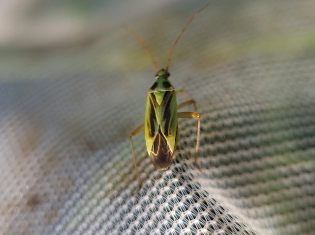 Stenotus binotatus - kétfoltos mezeipoloska