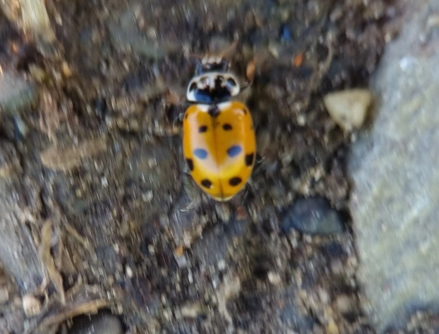 Hippodamia variegata - tizenhárompettyes katica