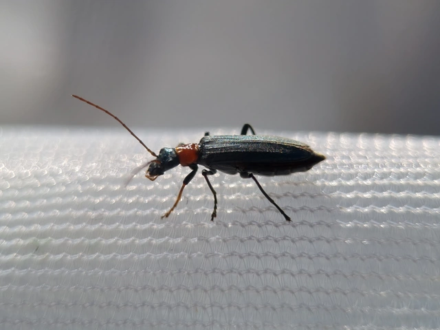 Oedemera croceicollis - pirostorú álcincér