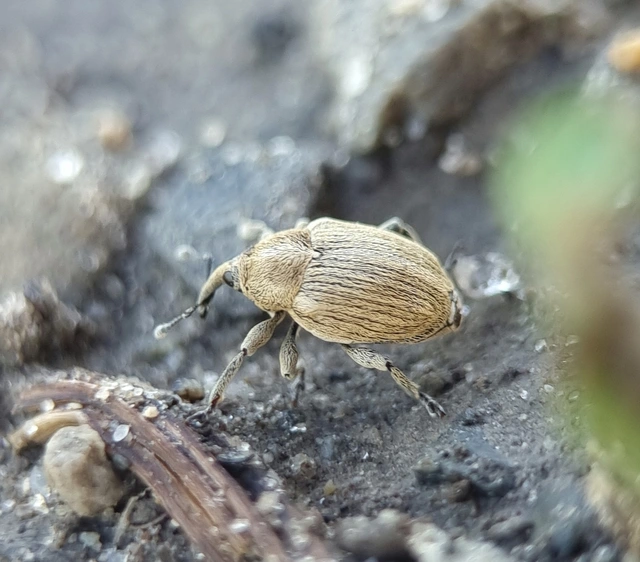 Sibinia pellucens - mécsvirágormányos