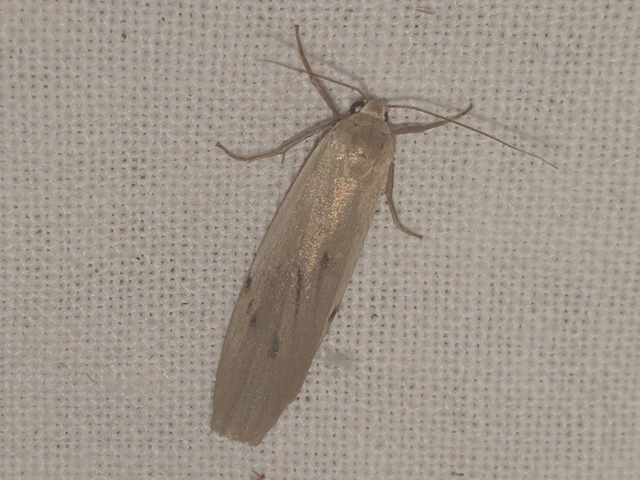 Pelosia muscerda - hamvas zuzmószövő