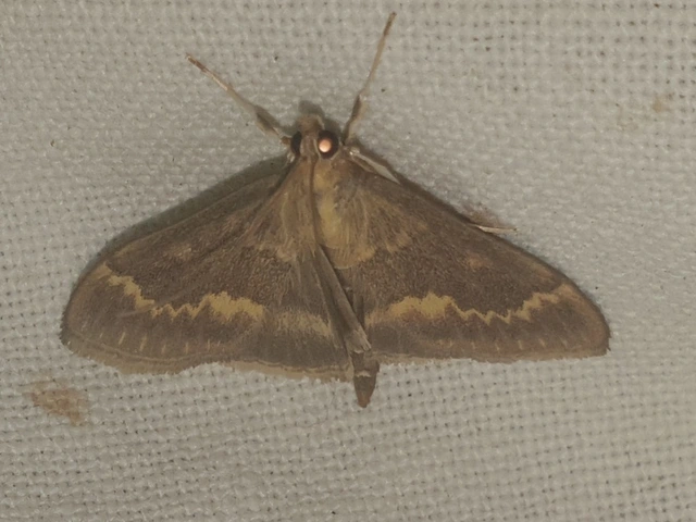 Ostrinia nubilalis - kukoricamoly