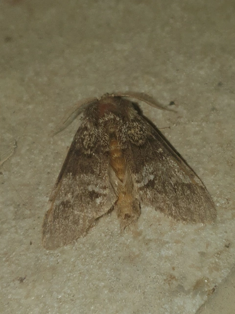 Drymonia dodonea - bélyeges púposszövő