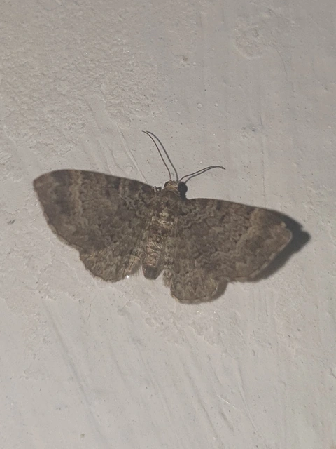 Pasiphila chloerata - hamvas törpearaszoló