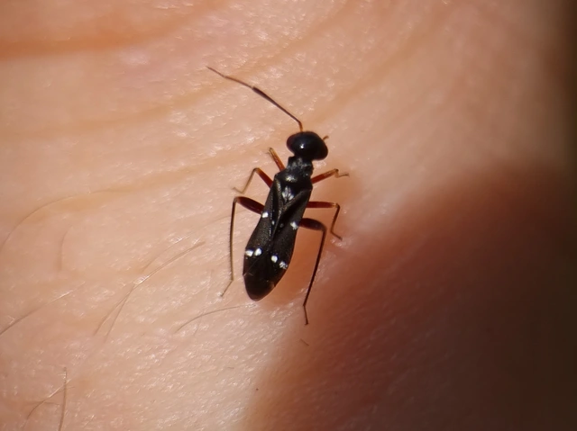 Globiceps sphaegiformis - kétpúpú mezeipoloska