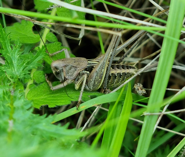Decticus verrucivorus - szemölcsevő szöcske