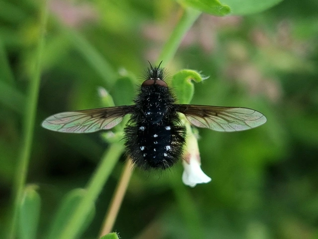 Bombylella atra - ezüstpettyes pöszörlégy