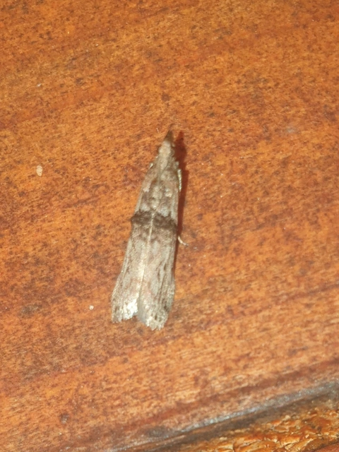 Nephopterix angustella - kecskerágó-karcsúmoly